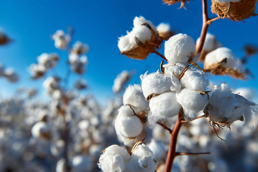 cotton plant